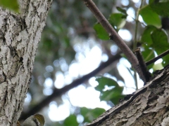 Regulus ignicapilla