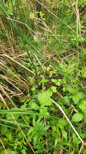 Geum rivale, photograph 4