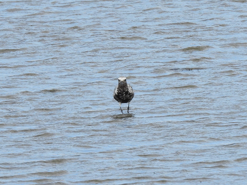iNaturalist image