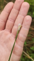 Trichophorum alpinum
