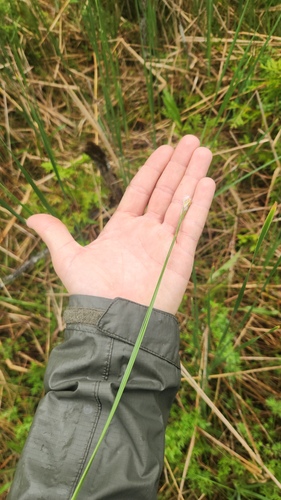 Trichophorum alpinum, photograph 2