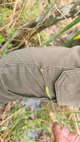Carex lasiocarpa, photograph 2