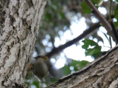 Regulus ignicapilla