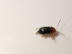 Cryptocephalus rufipes