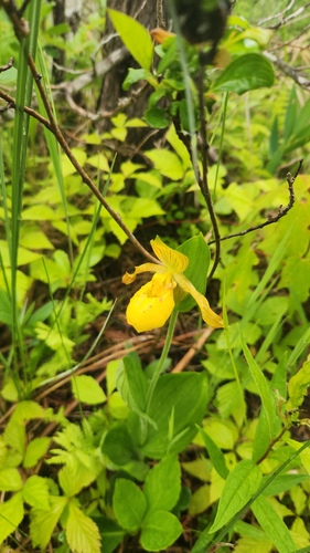 Cypripedium parviflorum, photograph 6