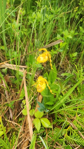 Cypripedium parviflorum, photograph 5