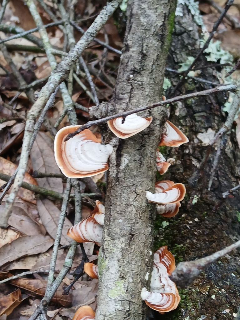 False Turkeytail · September 2026 · photo: Photo: (c) xanderferret, some rights reserved (CC BY) · iNaturalist