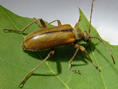 Cortodera humeralis