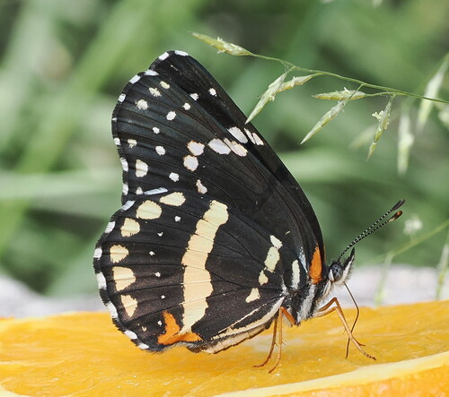 Bordered Patch photo 4