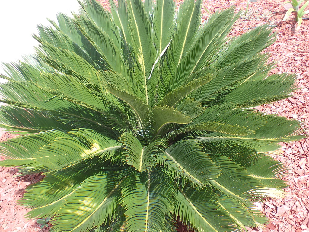 Sago cycad Non flowering plants of UCLA · iNaturalist