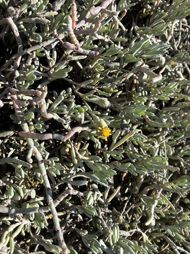 Jaumea carnosa, photograph 1