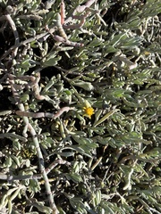 Jaumea carnosa, photograph (c) dorian, some rights reserved (CC BY)
