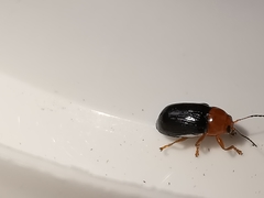 Cryptocephalus rufipes