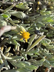 Jaumea carnosa, photograph (c) dorian, some rights reserved (CC BY)