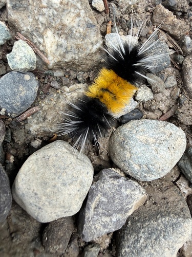 Spotted Tussock Moth