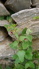 Scrophularia peregrina