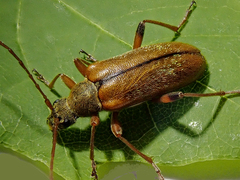 Cortodera humeralis