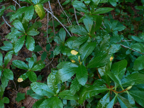 Exobasidium burtii, 2026-08-20