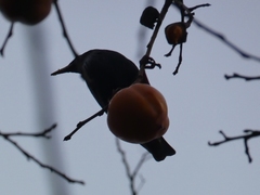 Sturnus