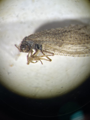 Micromus variolosus