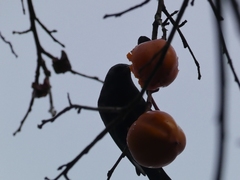 Sturnus