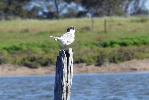 iNaturalist image