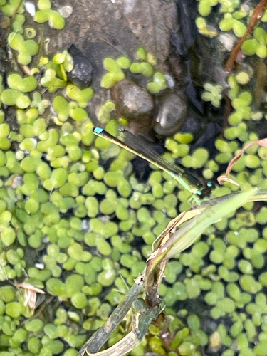 Black-fronted Forktail
