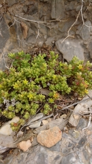 Sedum litoreum