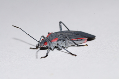 Red-shouldered Bug