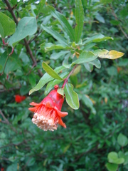 Punica granatum