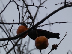 Sturnus