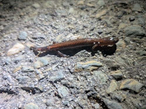 Eastern Red-backed Salamander