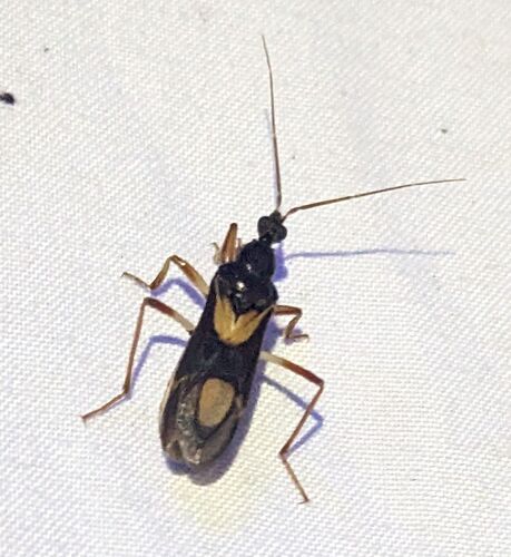 Rasahus hamatus