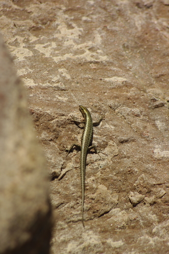 Cryptoblepharus litoralis, 2026-09-09