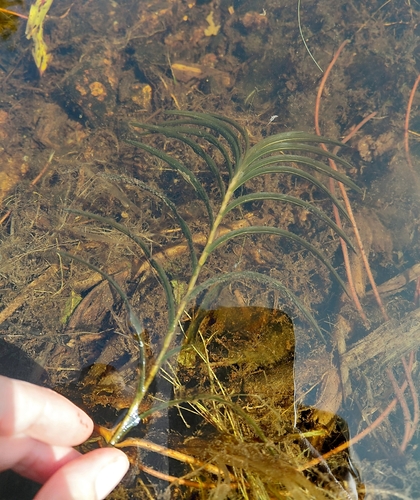 Potamogeton robbinsii, photograph 4