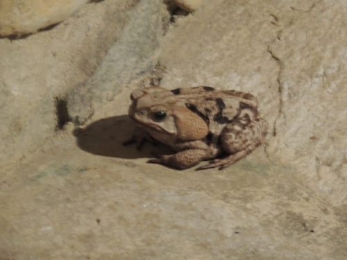 Yellow Cururu Toad