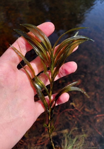 Potamogeton robbinsii, photograph 5
