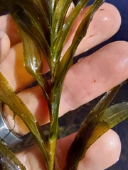 Potamogeton robbinsii, photograph (c) Bex Goreham, some rights reserved (CC BY)