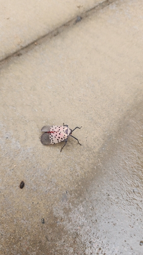 Spotted Lanternfly