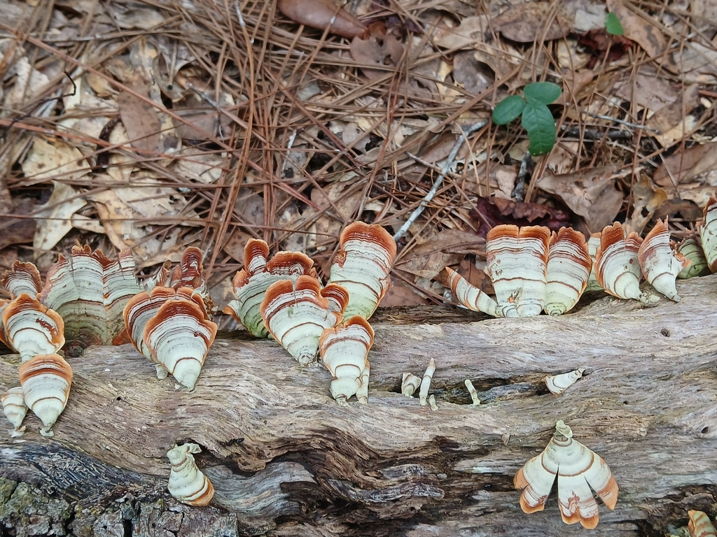 False Turkeytail · September 2026 · photo: Photo: (c) xanderferret, some rights reserved (CC BY) · iNaturalist
