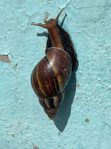 African Giant Snail