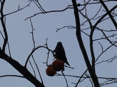 Sturnus