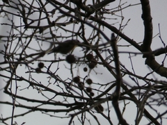 Aves