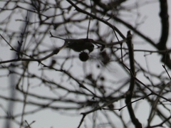 Carduelis carduelis