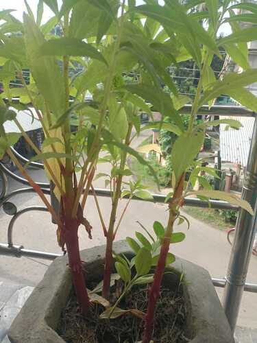 Garden balsam