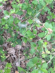 Yponomeuta evonymella