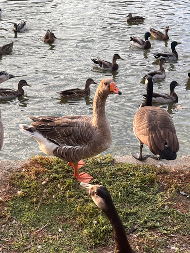 iNaturalist image