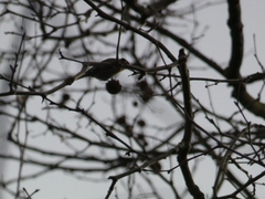Carduelis carduelis