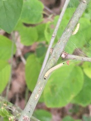 Yponomeuta evonymella