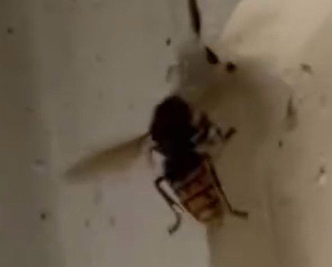 European Hornet